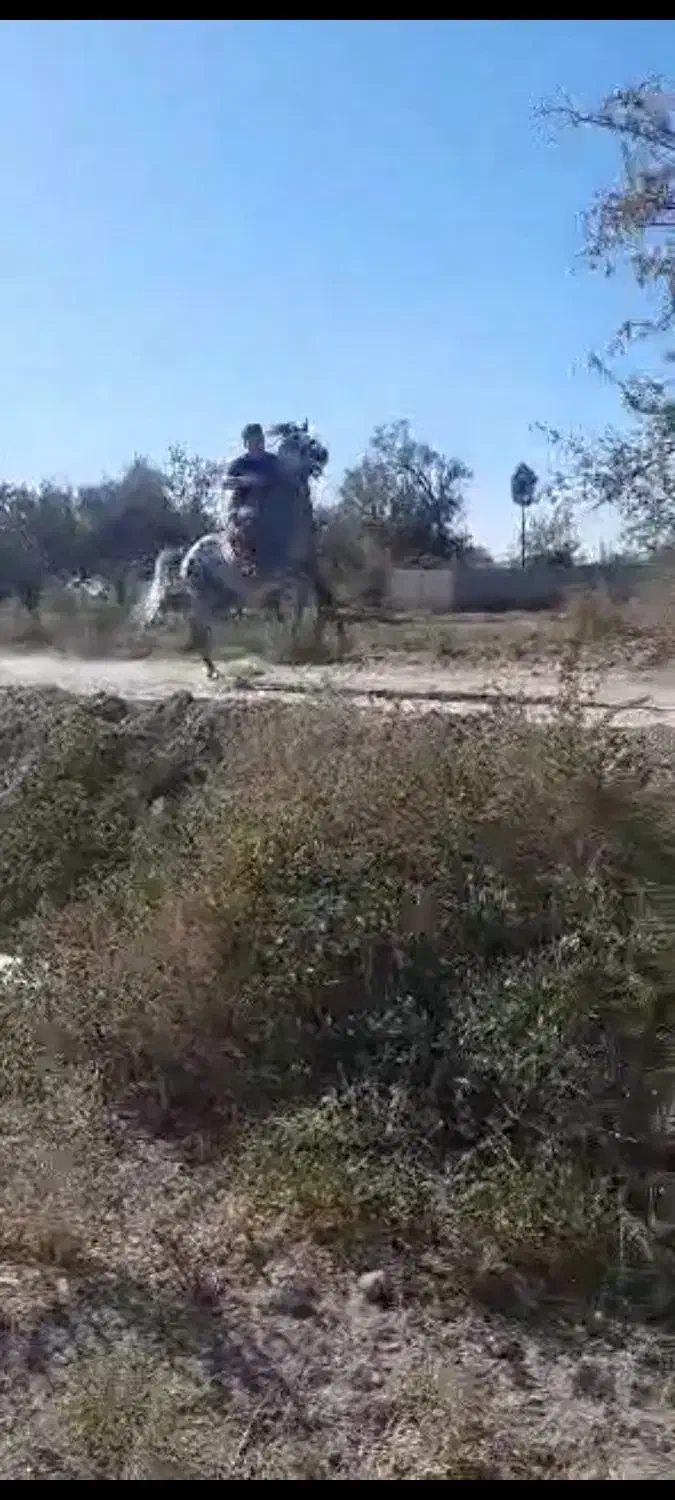 نریان نیله|اسب و تجهیزات اسبسواری|آذرشهر, |دیوار