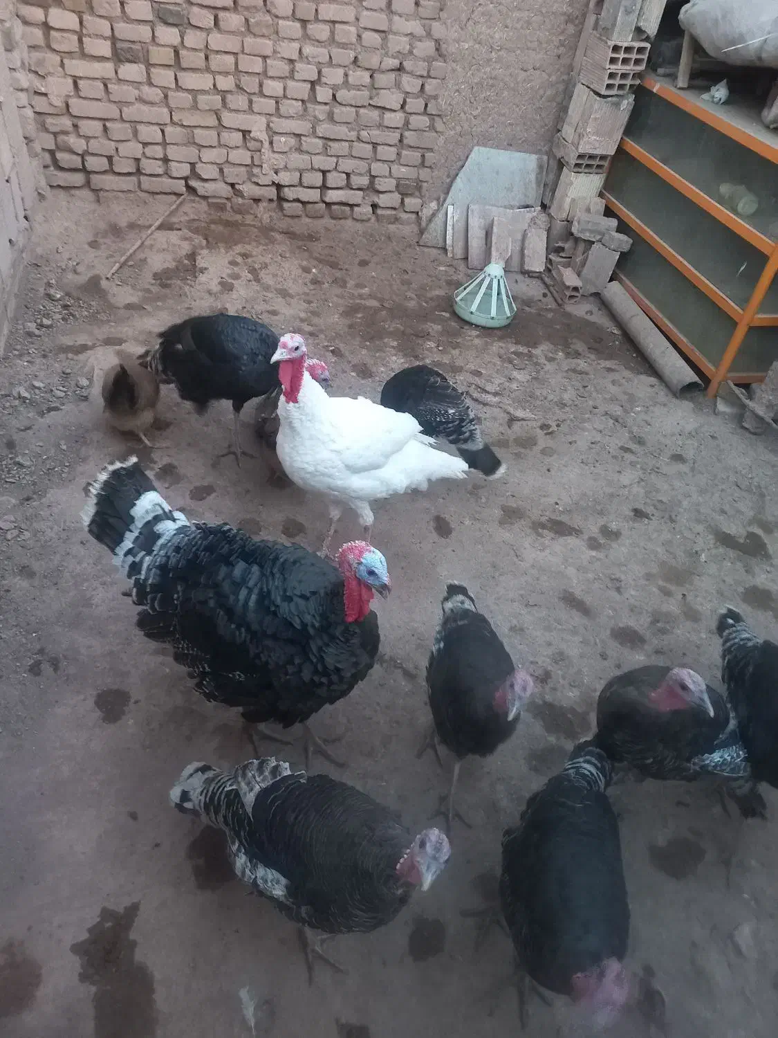 فروش بوقلمون جوان نر و ماده|حیوانات مزرعه|عطاملک, |دیوار