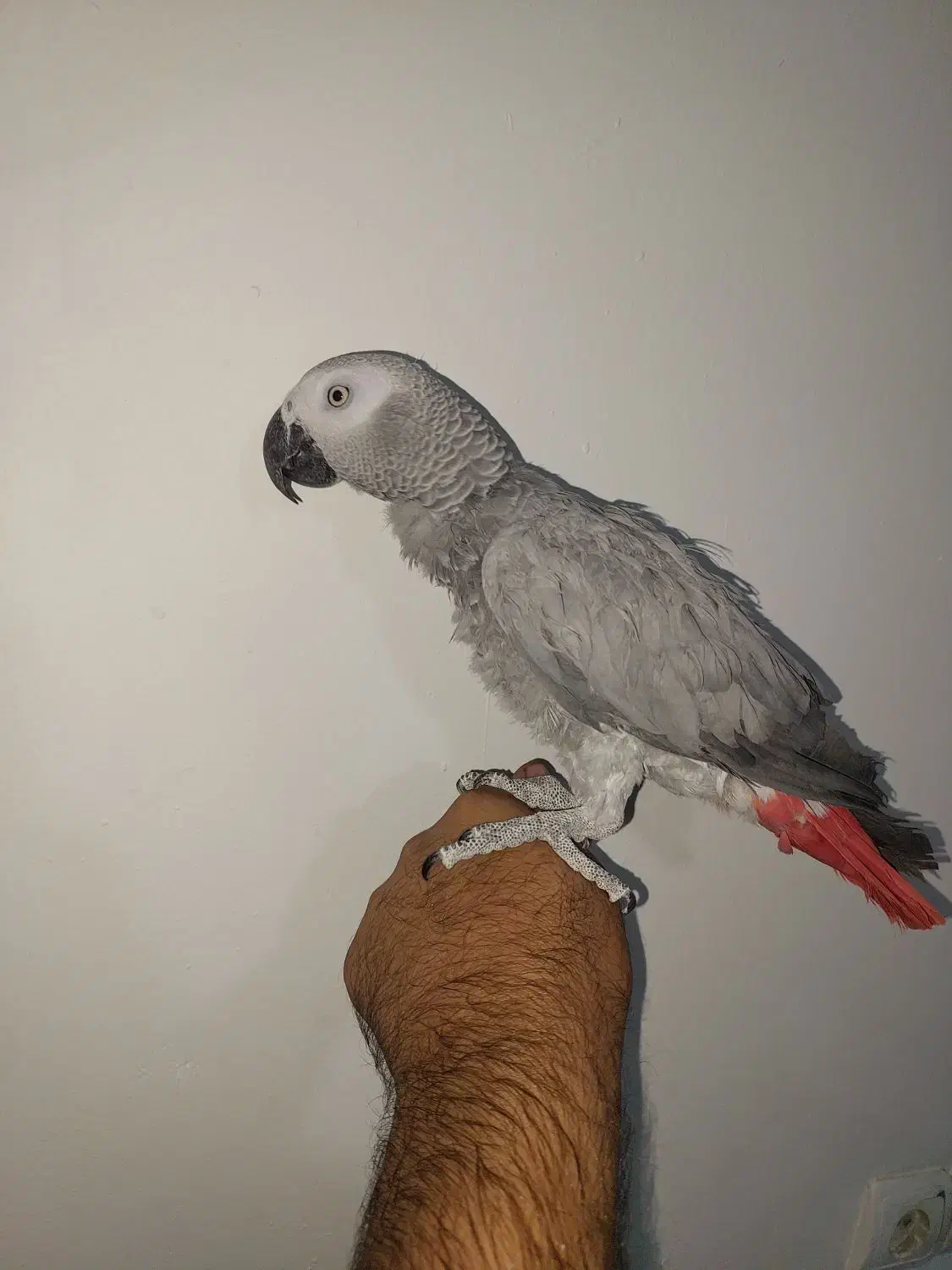 طوطی کاسکو نر سخنگو رام 2 ساله|پرنده|تهران, کیانشهر|دیوار