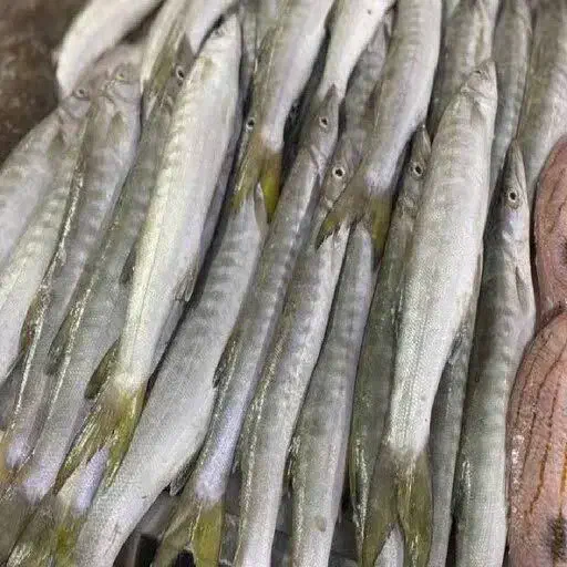 ماهی حلوا چمن و دم زرد و گالیت|ماهی|بیرجند, |دیوار