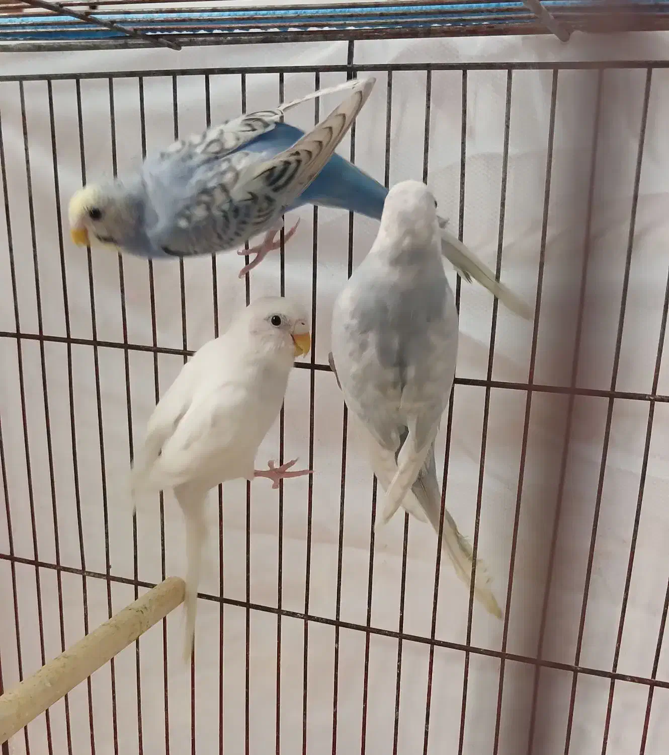 مرغ عشق رینبو|پرنده|رودسر, |دیوار