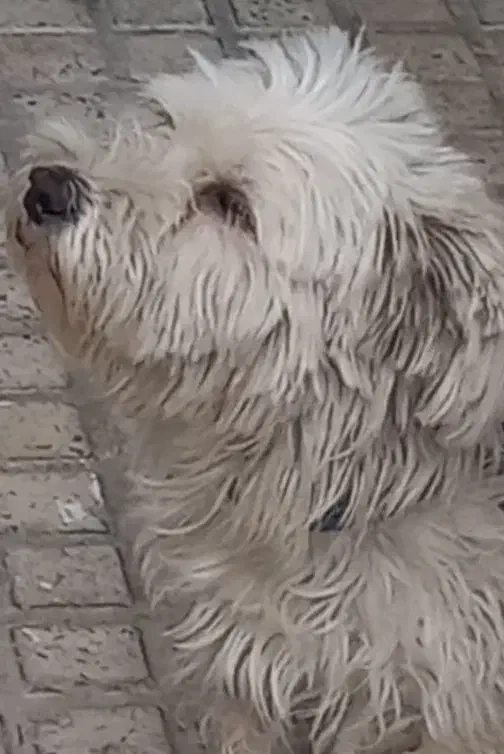 واگذاری سگ شیتزو تریر|سگ|کرج, حسین‌آباد|دیوار