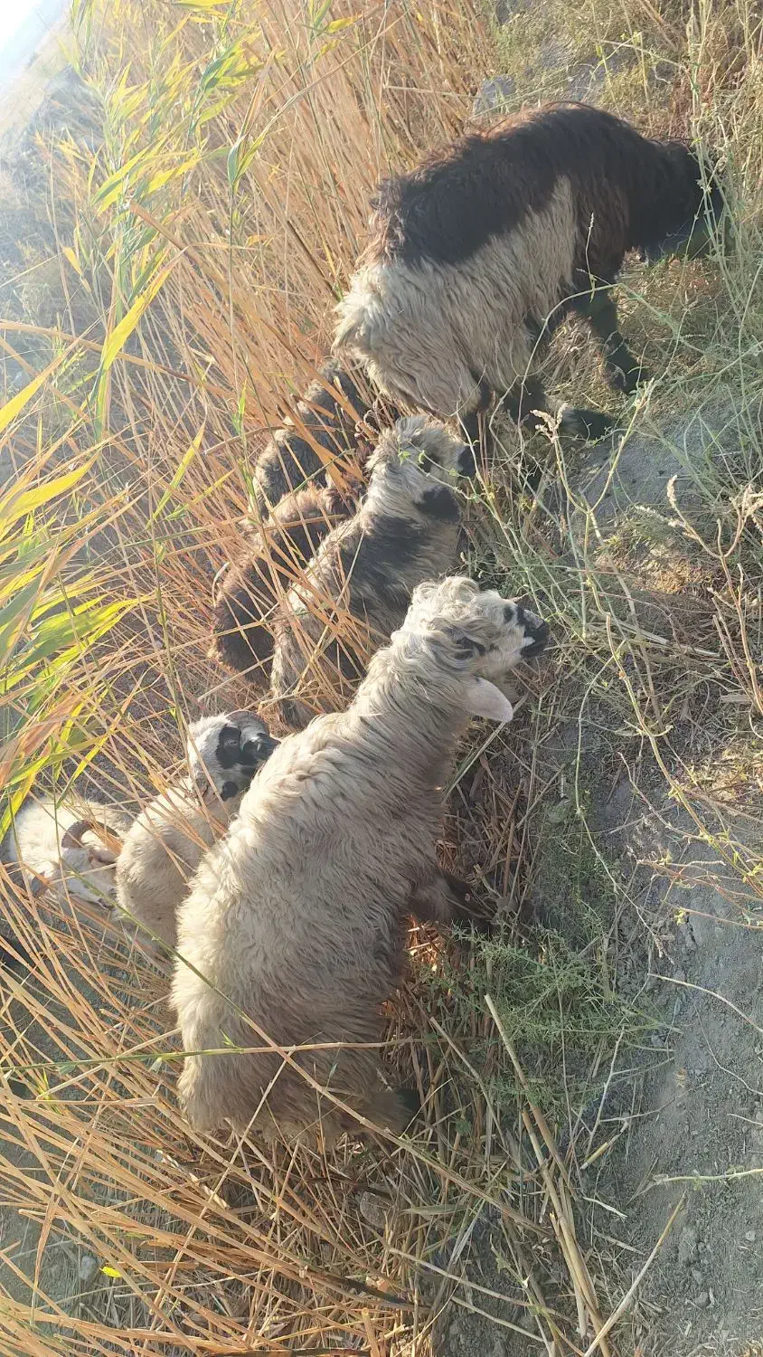 بره نر کیلو۴۲۰|حیوانات مزرعه|شیراز, شهرک صنعتی|دیوار