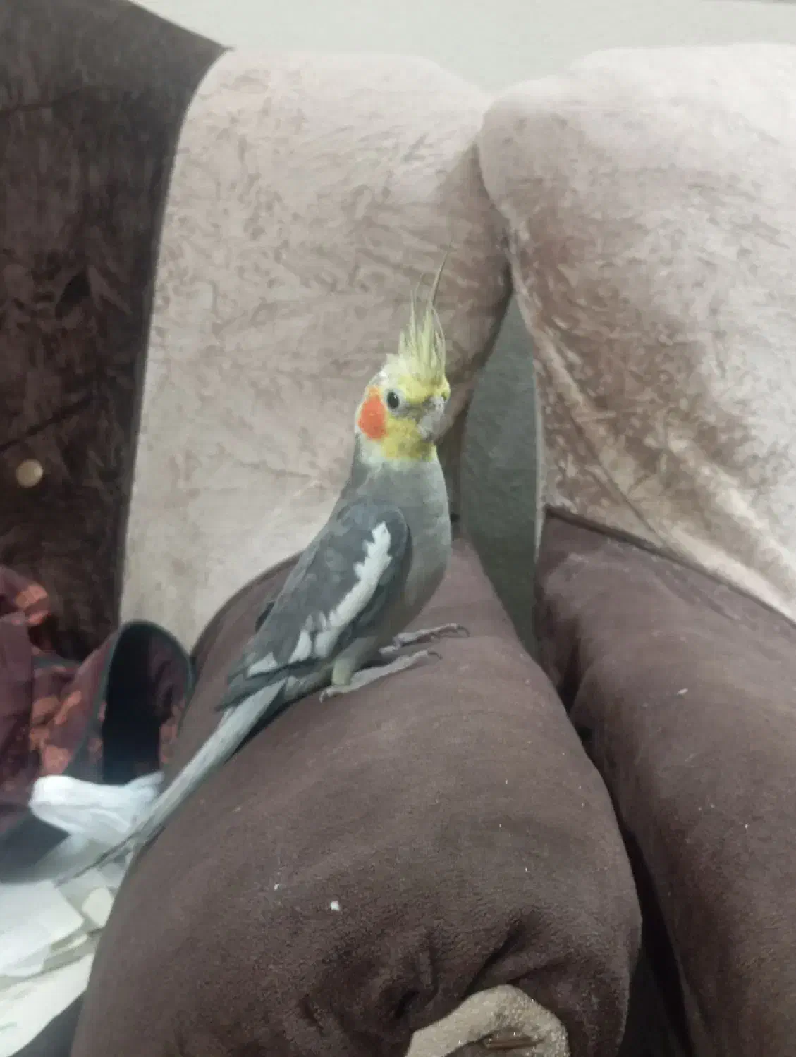 عروس هلندی|پرنده|گنبد کاووس, |دیوار