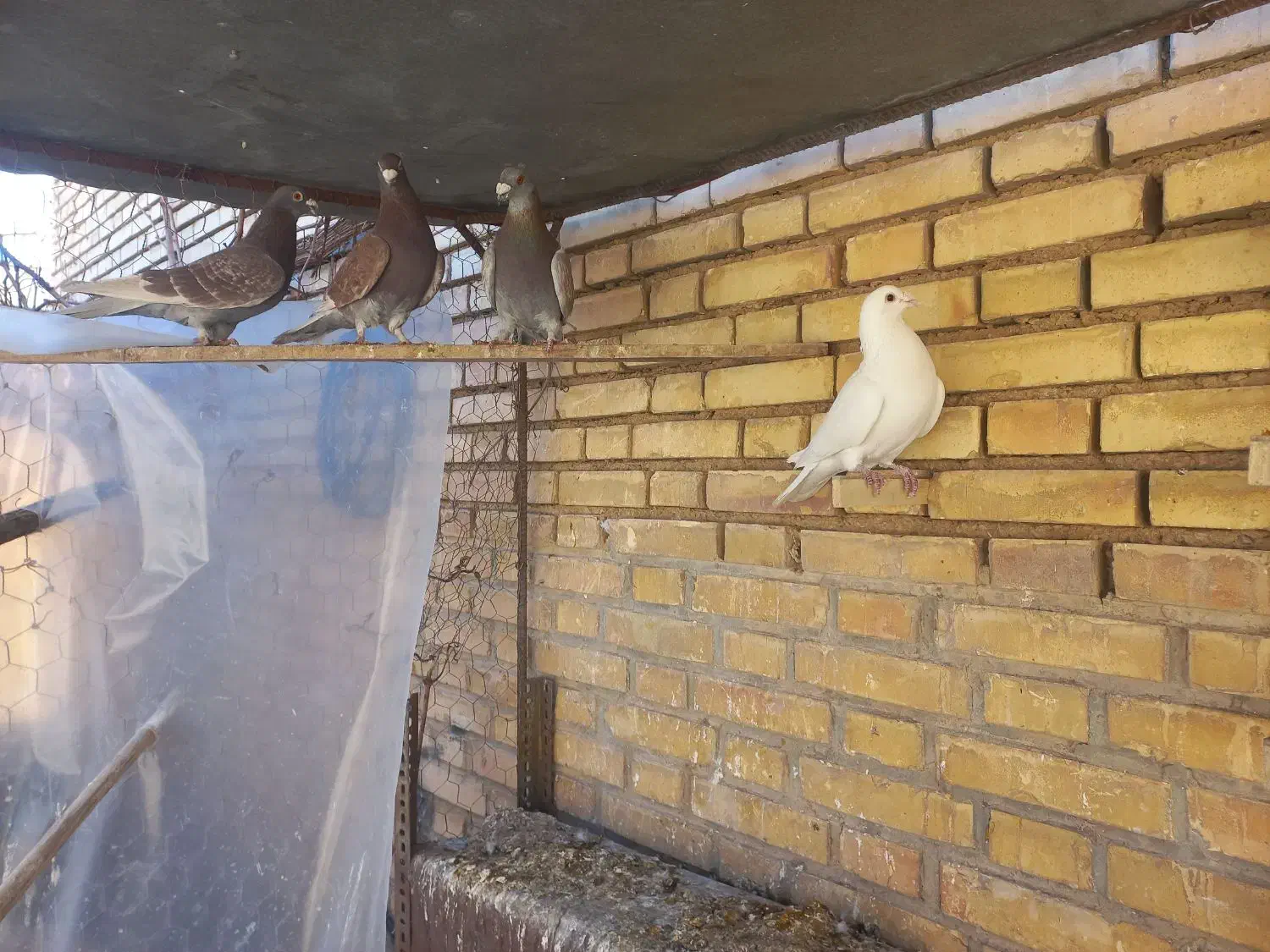 کبوتر|پرنده|آباده, |دیوار