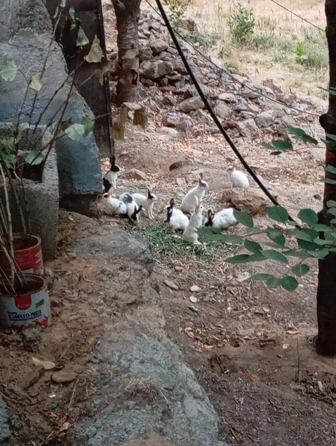 خرگوش|موش و خرگوش|سنندج, |دیوار