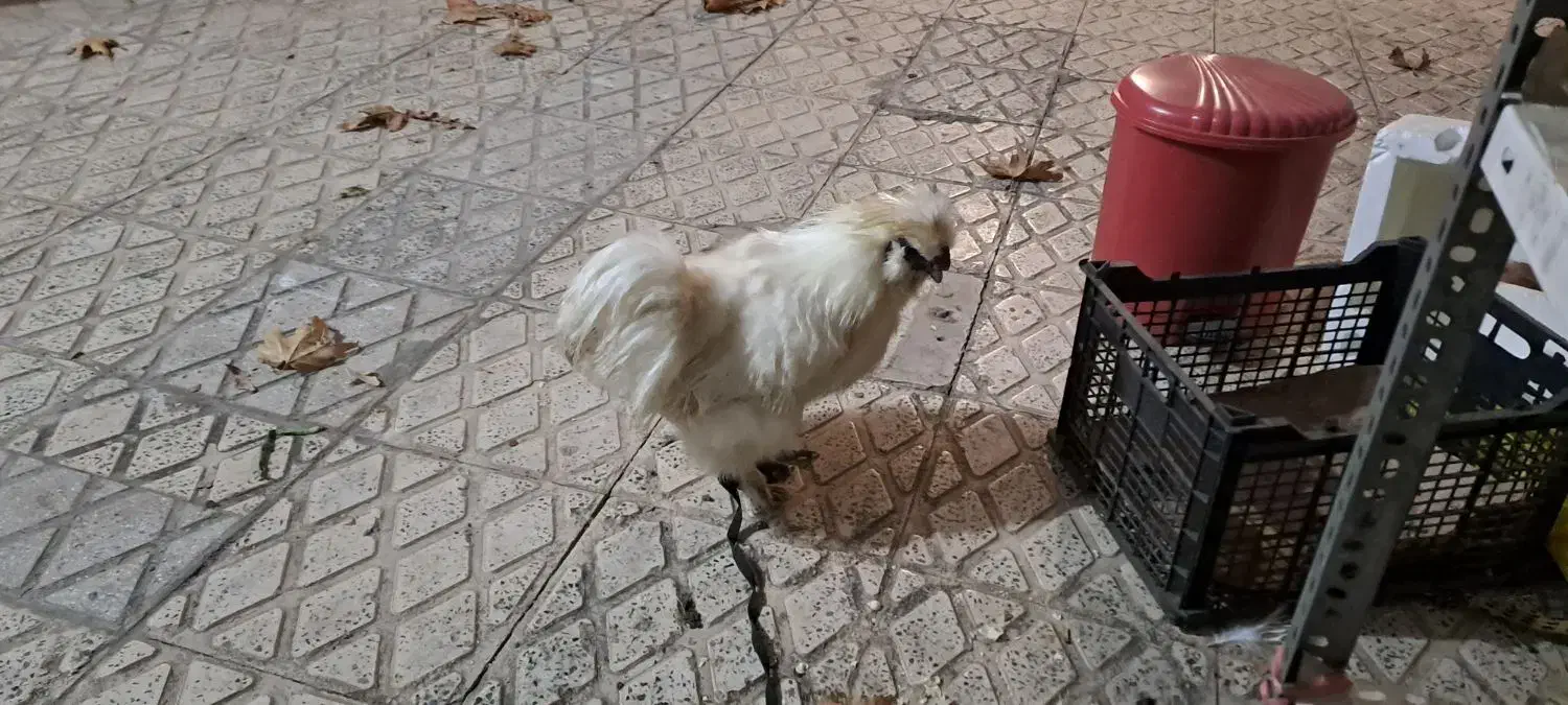 خروس|حیوانات مزرعه|الوند, |دیوار