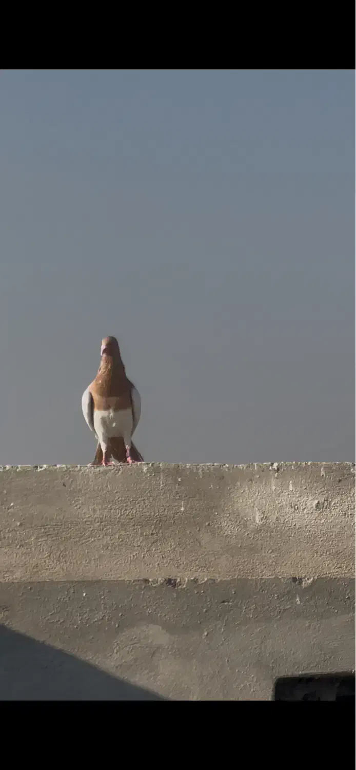 کفتر سرخ یهودی شهرستانی|پرنده|ری, دولت‌آباد|دیوار