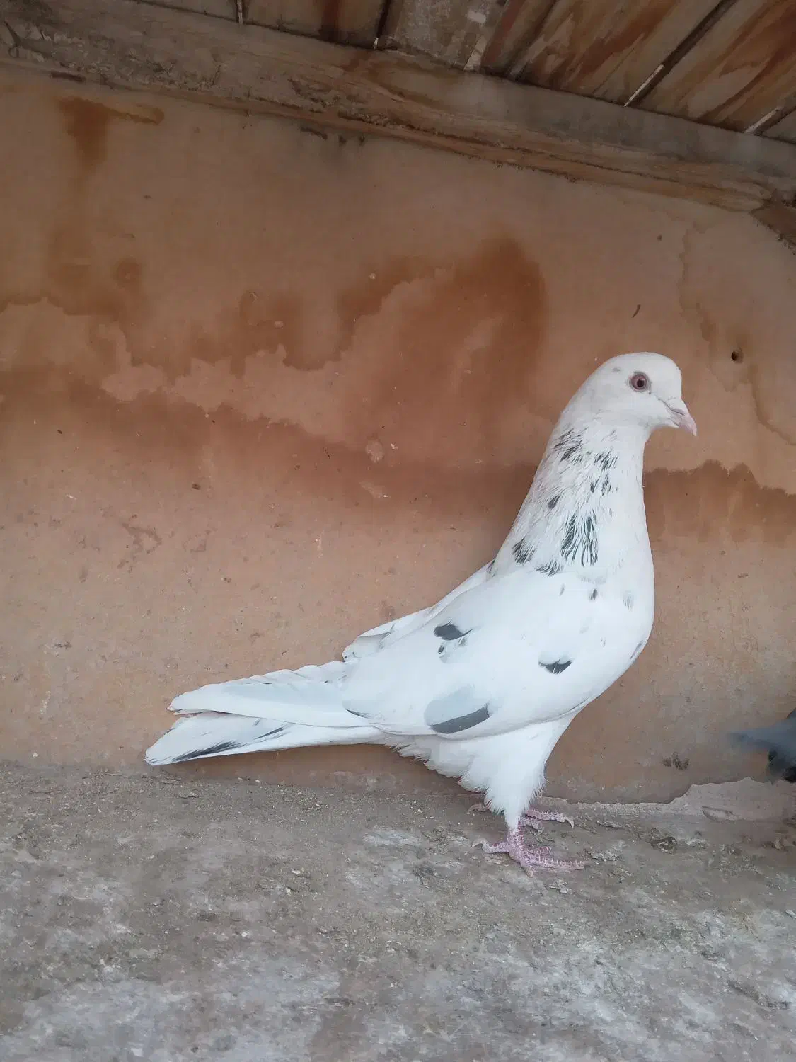 کبوتر پرشی|پرنده|قم, ولیعصر|دیوار