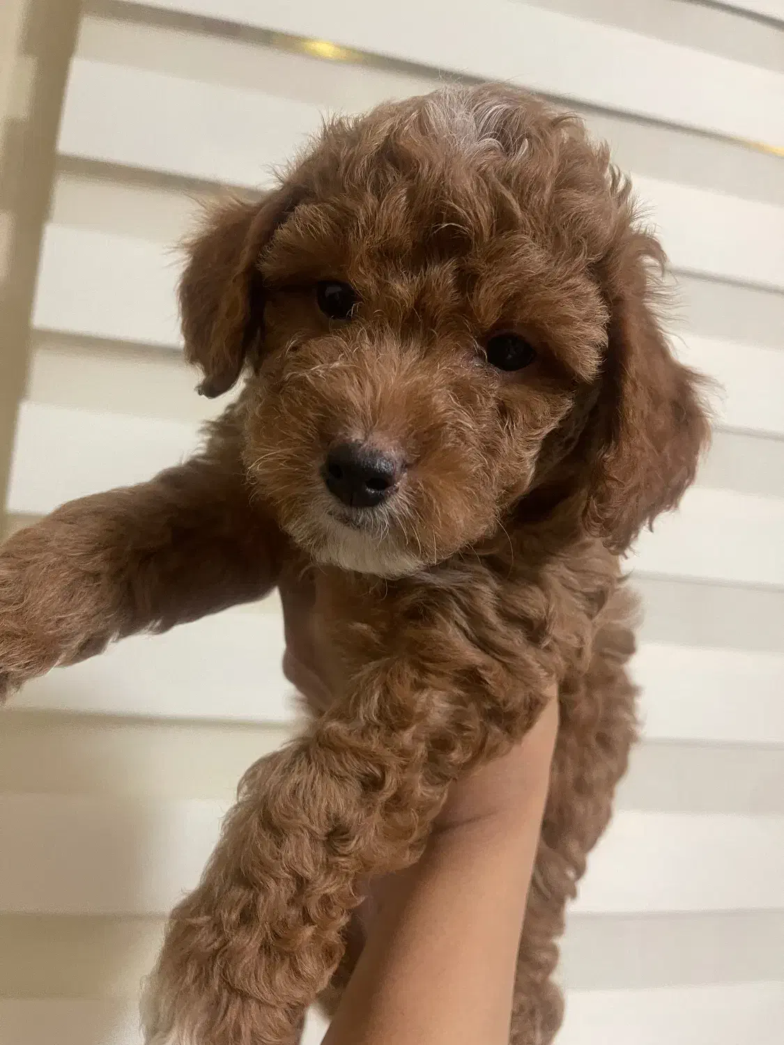 پودل|سگ|مشهد, اقبال|دیوار