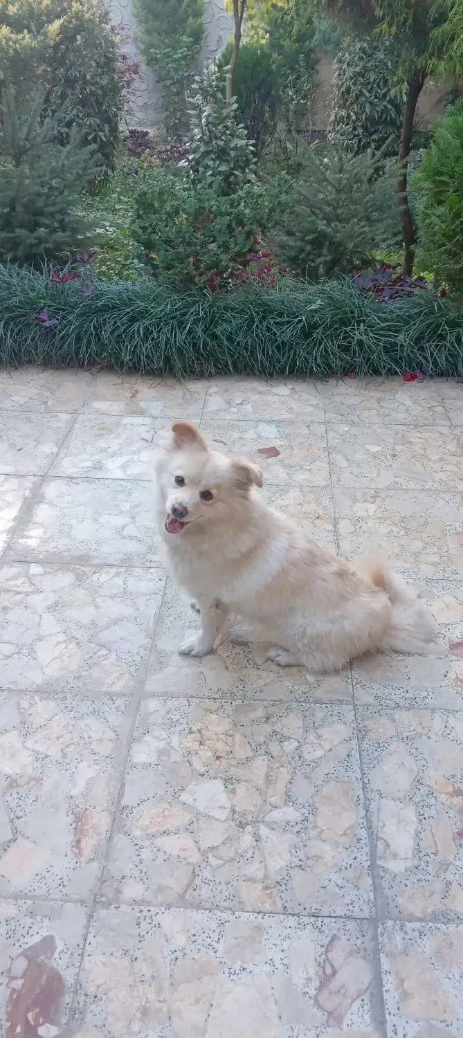 پامر اشپیتز ماده|سگ|قائم‌شهر, |دیوار