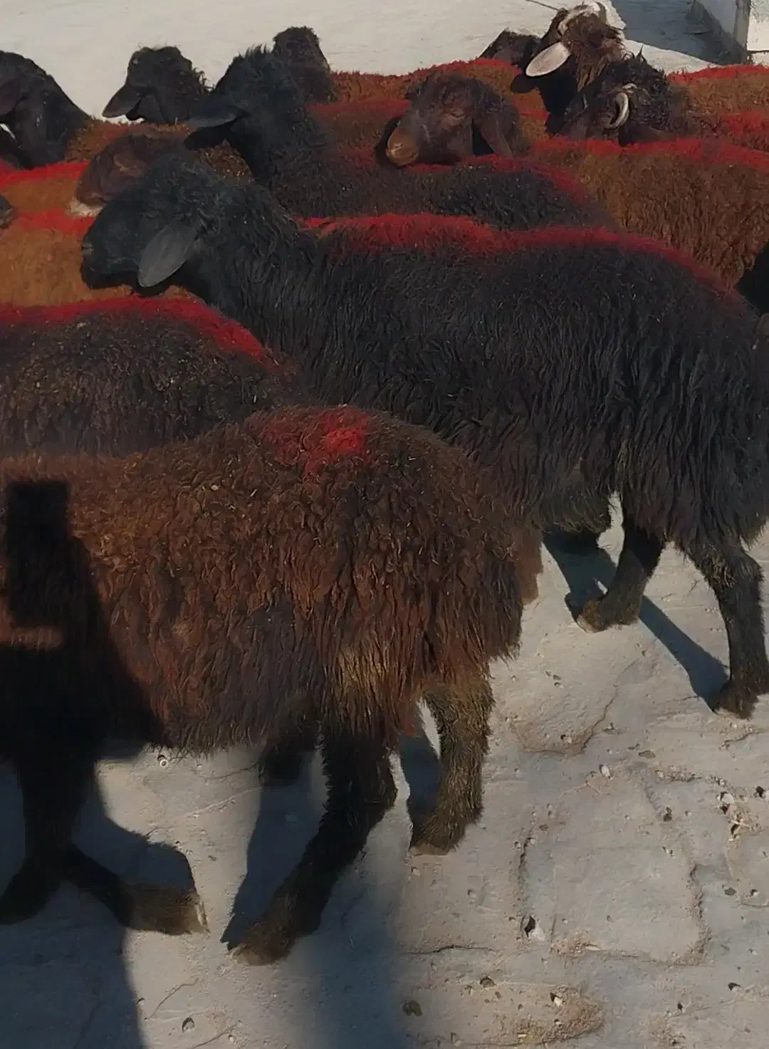 ۴۵گوسفند نر لاغر داشتی|حیوانات مزرعه|زنجان, |دیوار