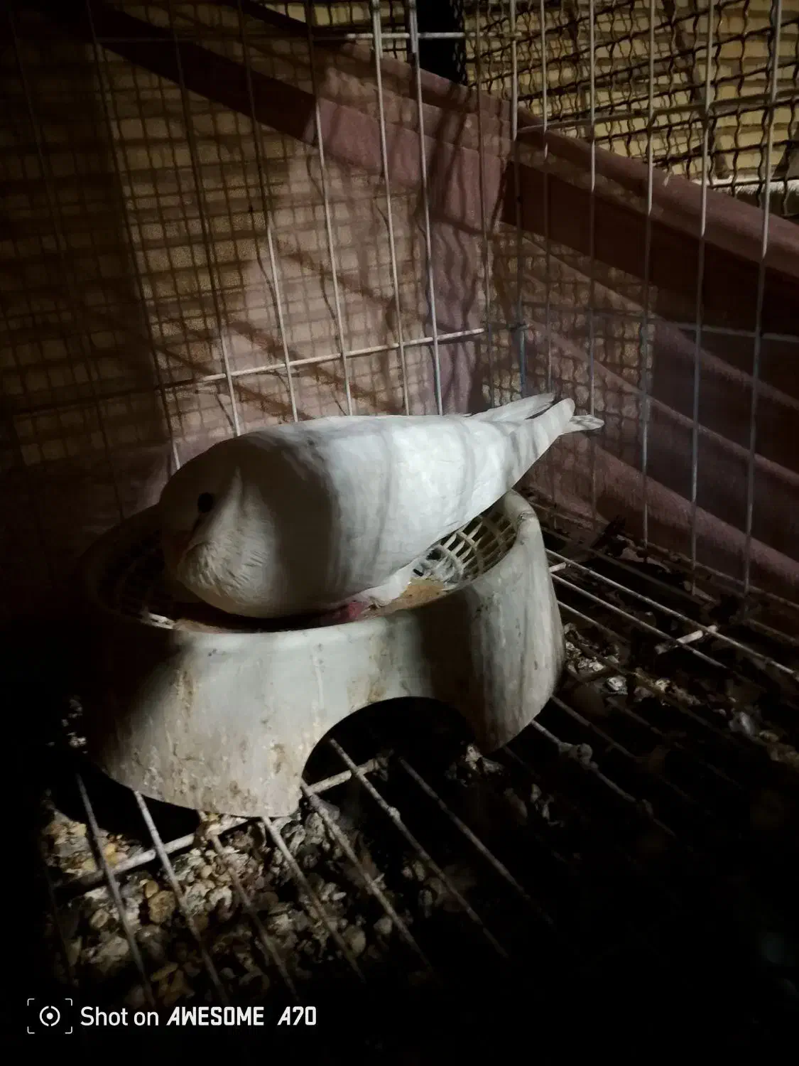 کفتر دنبی سلیمانی|پرنده|وراوی, |دیوار