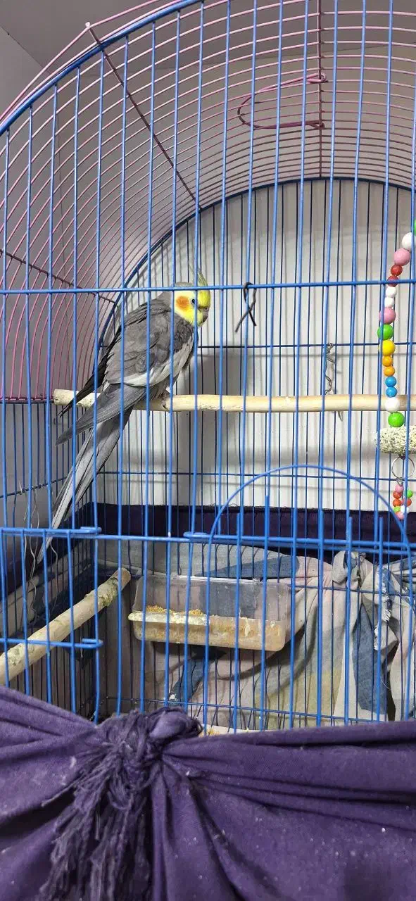 عروس هلندی|پرنده|شوط, |دیوار