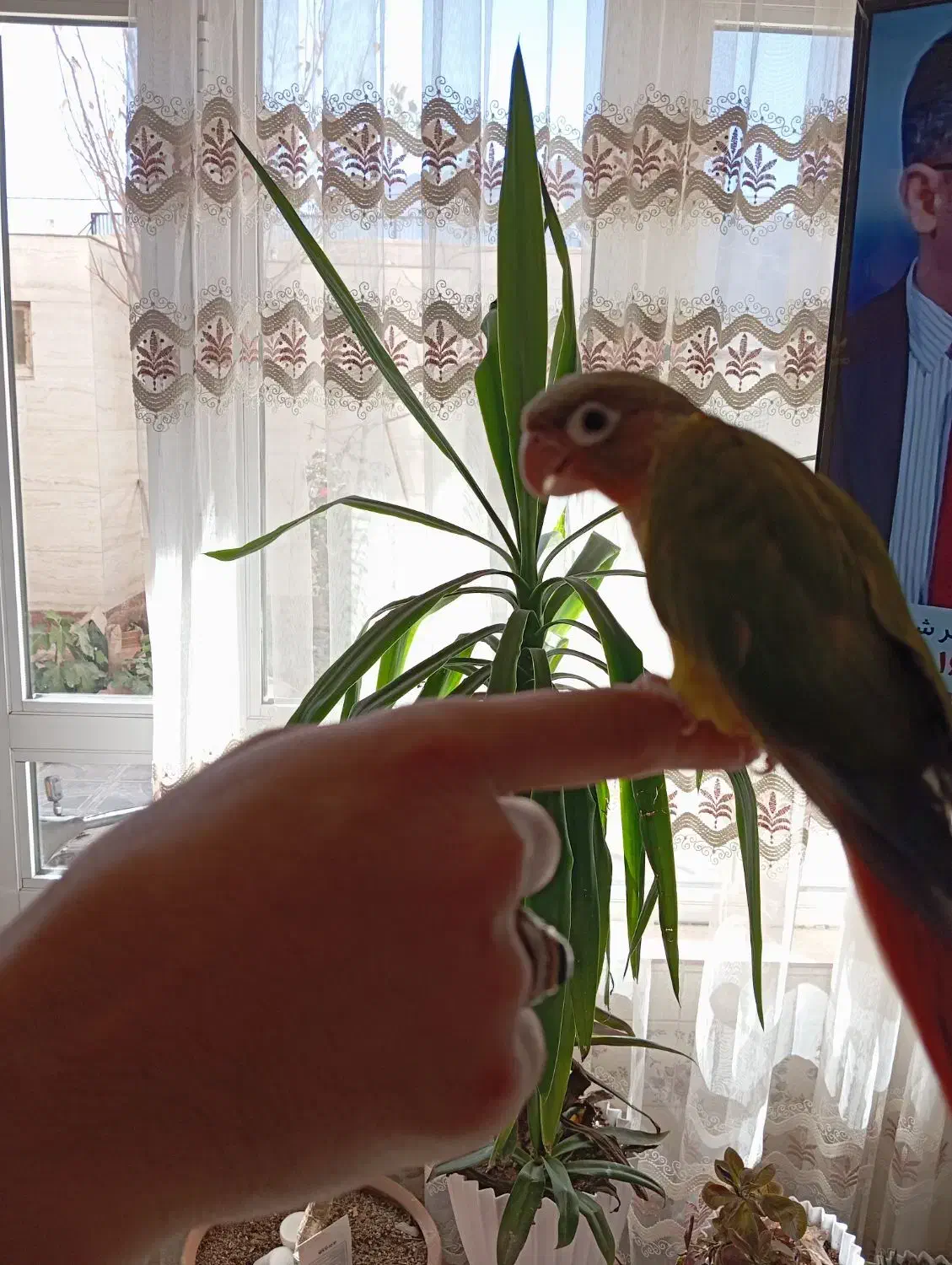 گرینچیک دونخور دستی|پرنده|عسگران, |دیوار