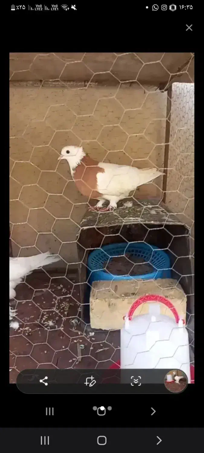 کفتر   جفت طوق نر ماده|پرنده|شیراز, باغ تخت|دیوار