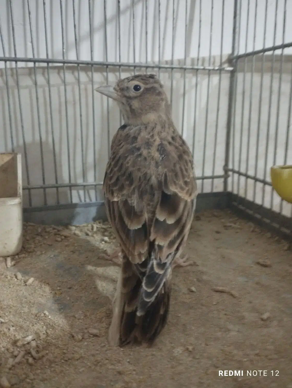 سهره|پرنده|اندیمشک, |دیوار