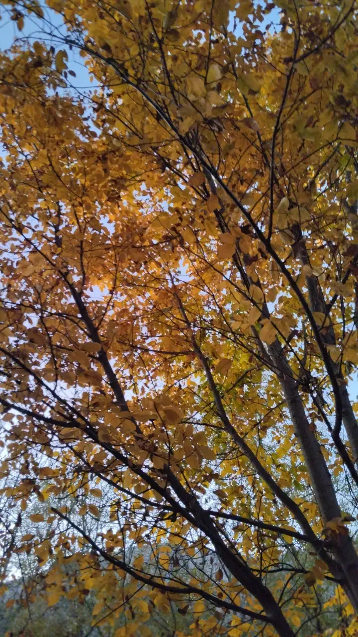 کارت ملی گم شده بنام محمدعلی یوسفوند|اشیا|الشتر, |دیوار