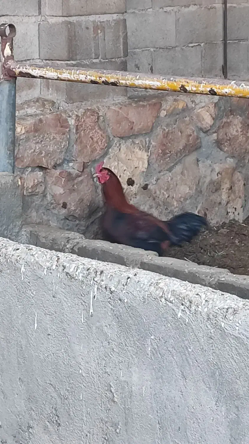 خروس|حیوانات مزرعه|مشهد, طرق|دیوار