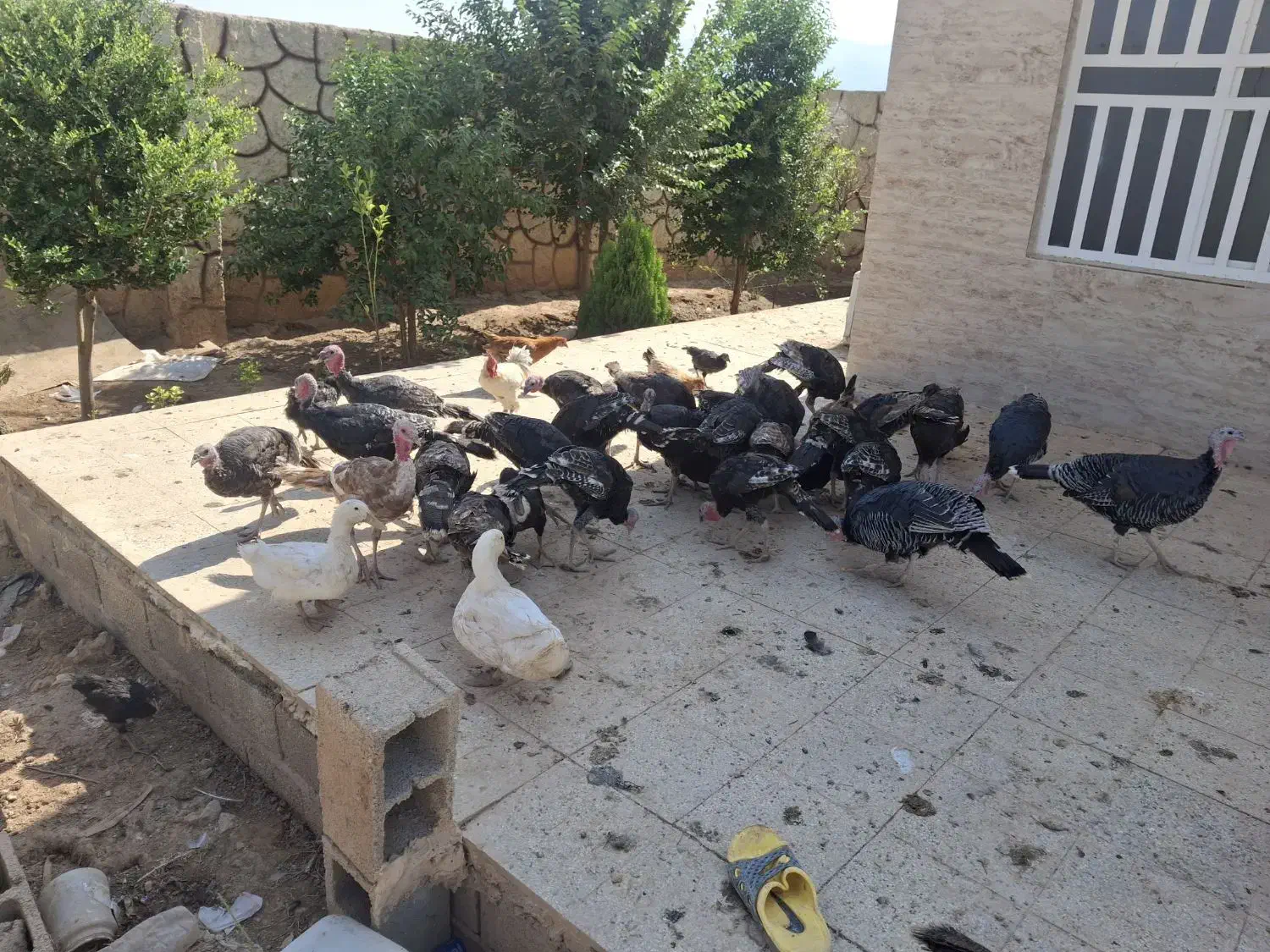مرغ و خروس .بوقلمو|حیوانات مزرعه|شیراز, ده پیاله|دیوار