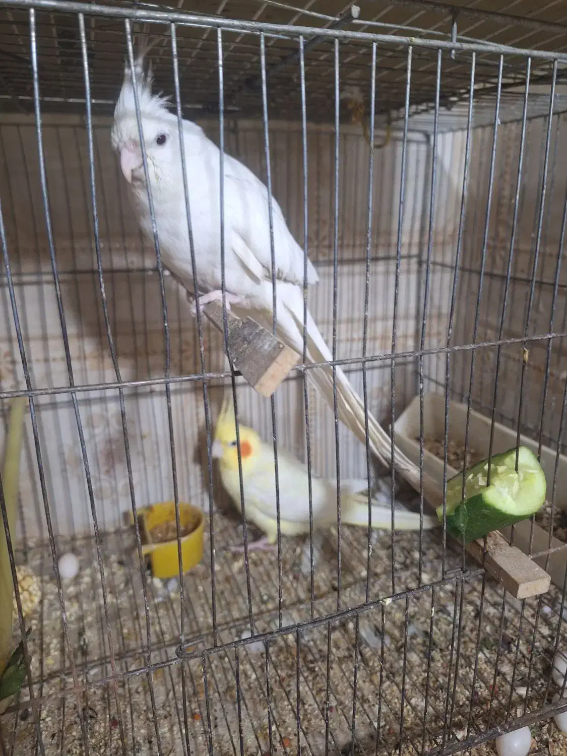 عروس هلندی|پرنده|اهواز, کیانپارس |دیوار