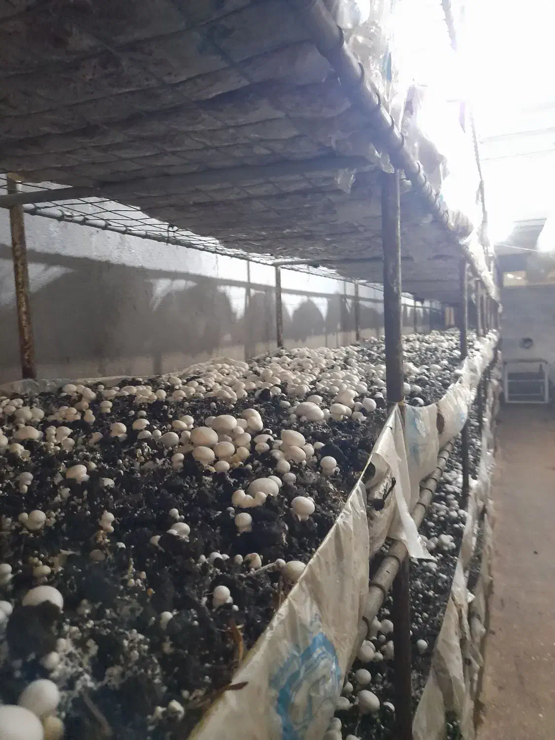 آموزش تولید قارچ خوراکی|خدمات آموزشی|شوشتر, |دیوار