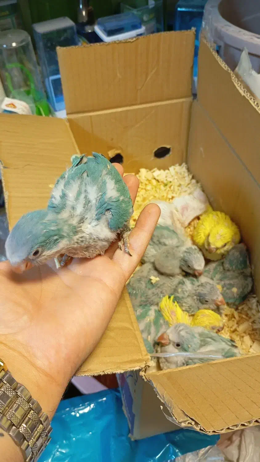 کشور پرندگان ملنگو راهب گیرینچیک برزیلی خورشیدی|پرنده|تهران, گلستان (شهرک راه آهن)|دیوار