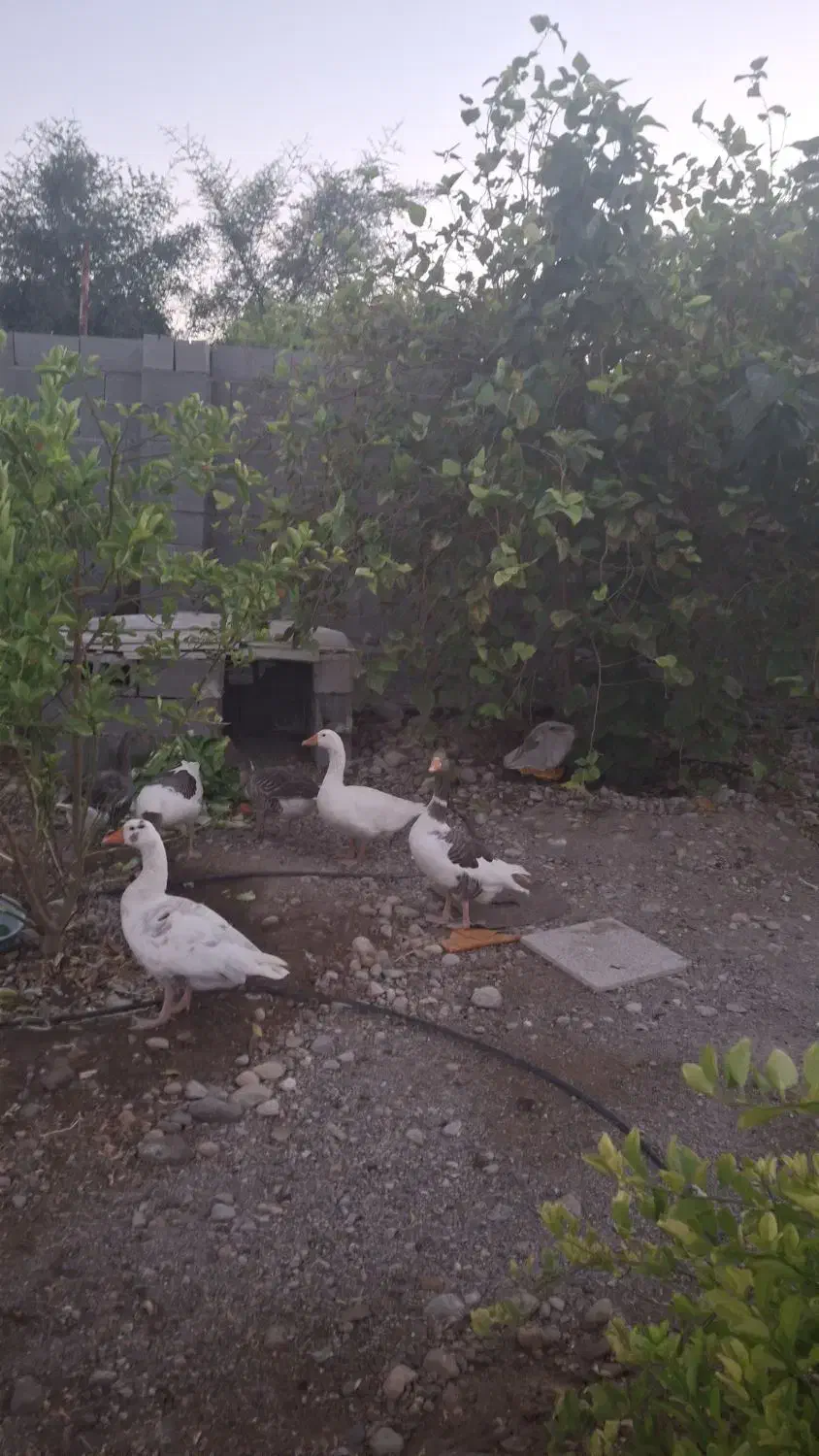 ۶تا غاز سه تا نر و سه تا ماده|حیوانات مزرعه|بندرعباس, |دیوار