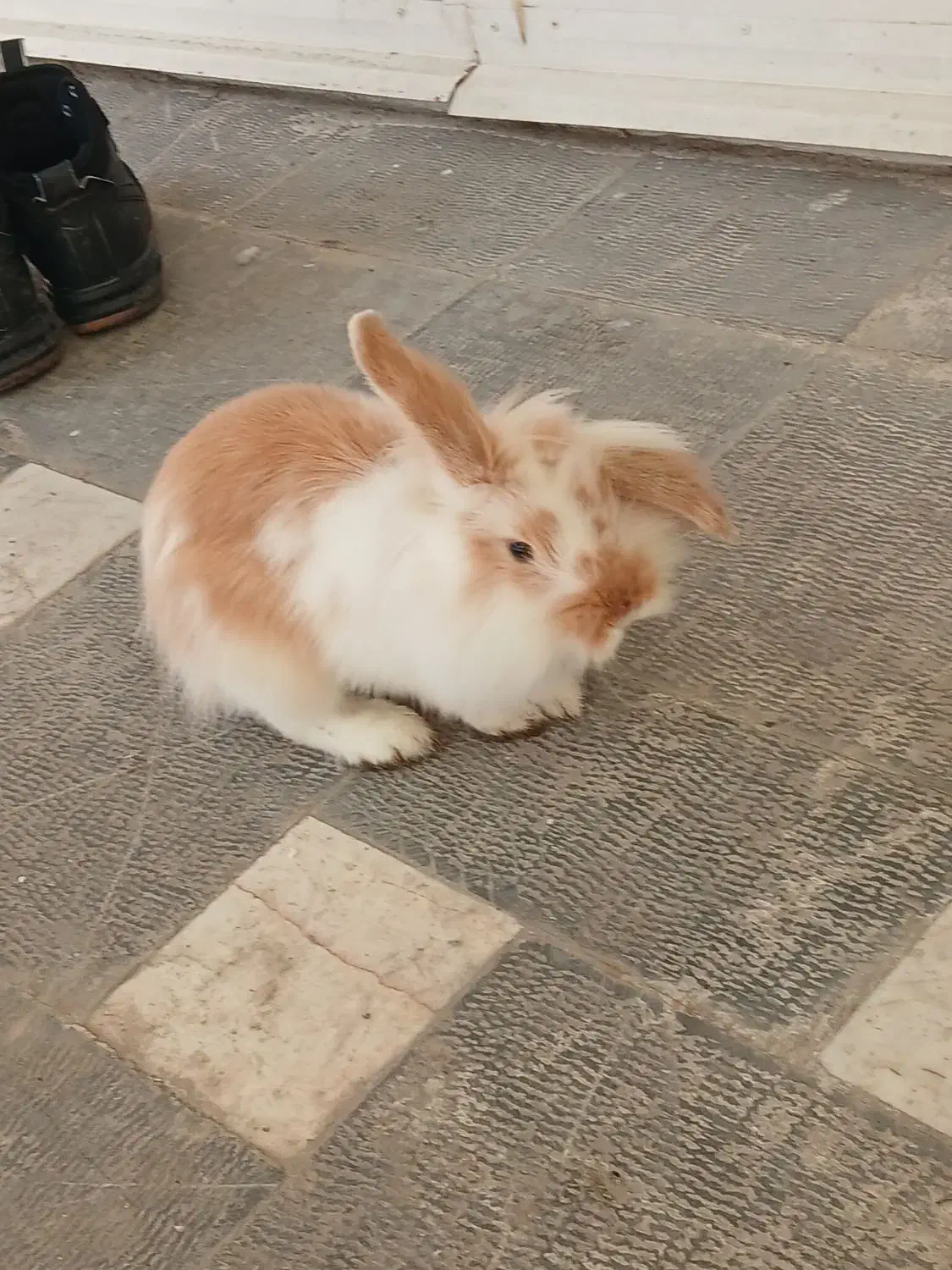 خرگوش لوپ|موش و خرگوش|اردبیل, |دیوار