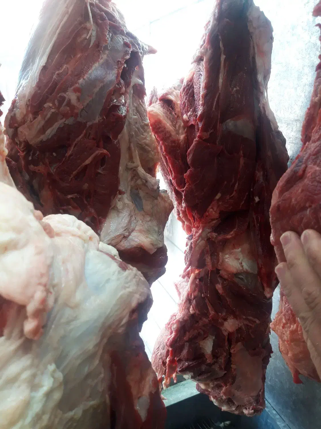 گوشت ران گوساله|خوردنی و آشامیدنی|اصفهان, جاوان|دیوار