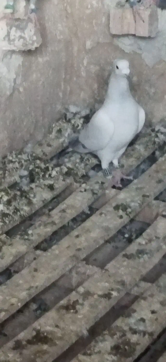 پرنده|پرنده|درمیان, |دیوار