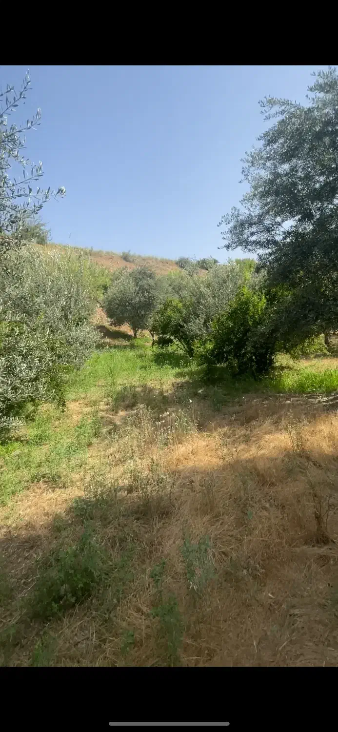 فروش ۵ قطعه باغ زیتون جاده کلتان شیرین سودارای آب|فروش دفتر صنعتی، کشاورزی، تجاری|طارم, |دیوار