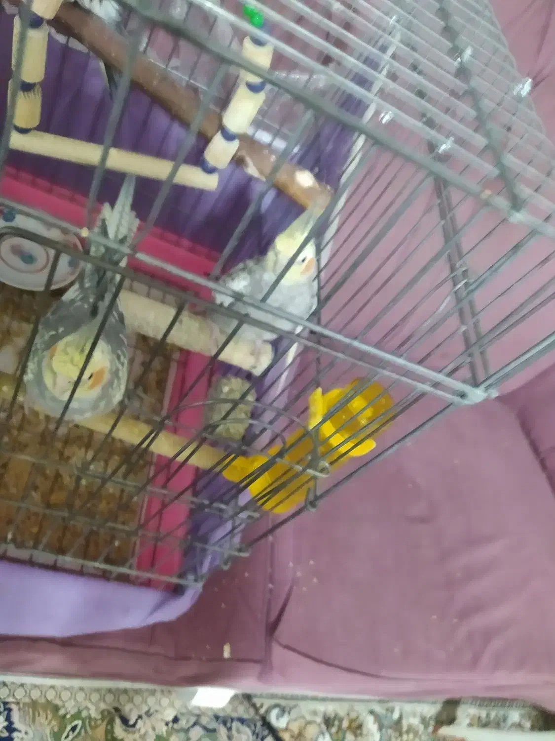 عروس هلندی|پرنده|قرچک, مهدیه|دیوار