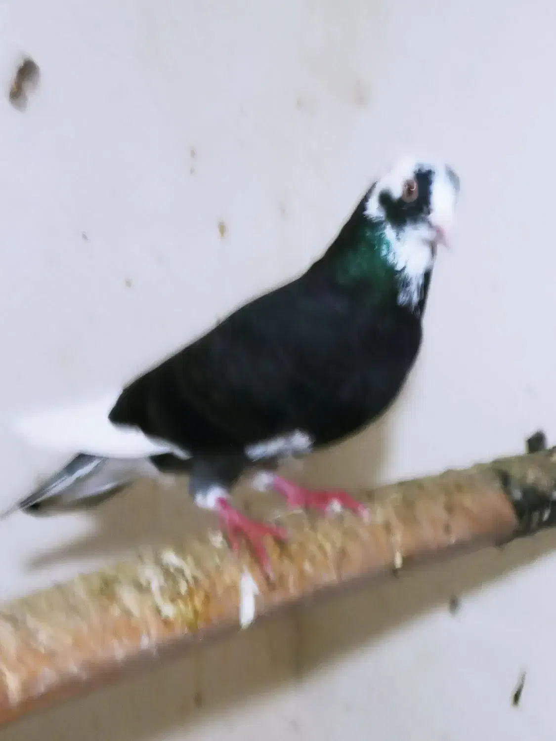 نر طوقی|پرنده|اردبیل, |دیوار