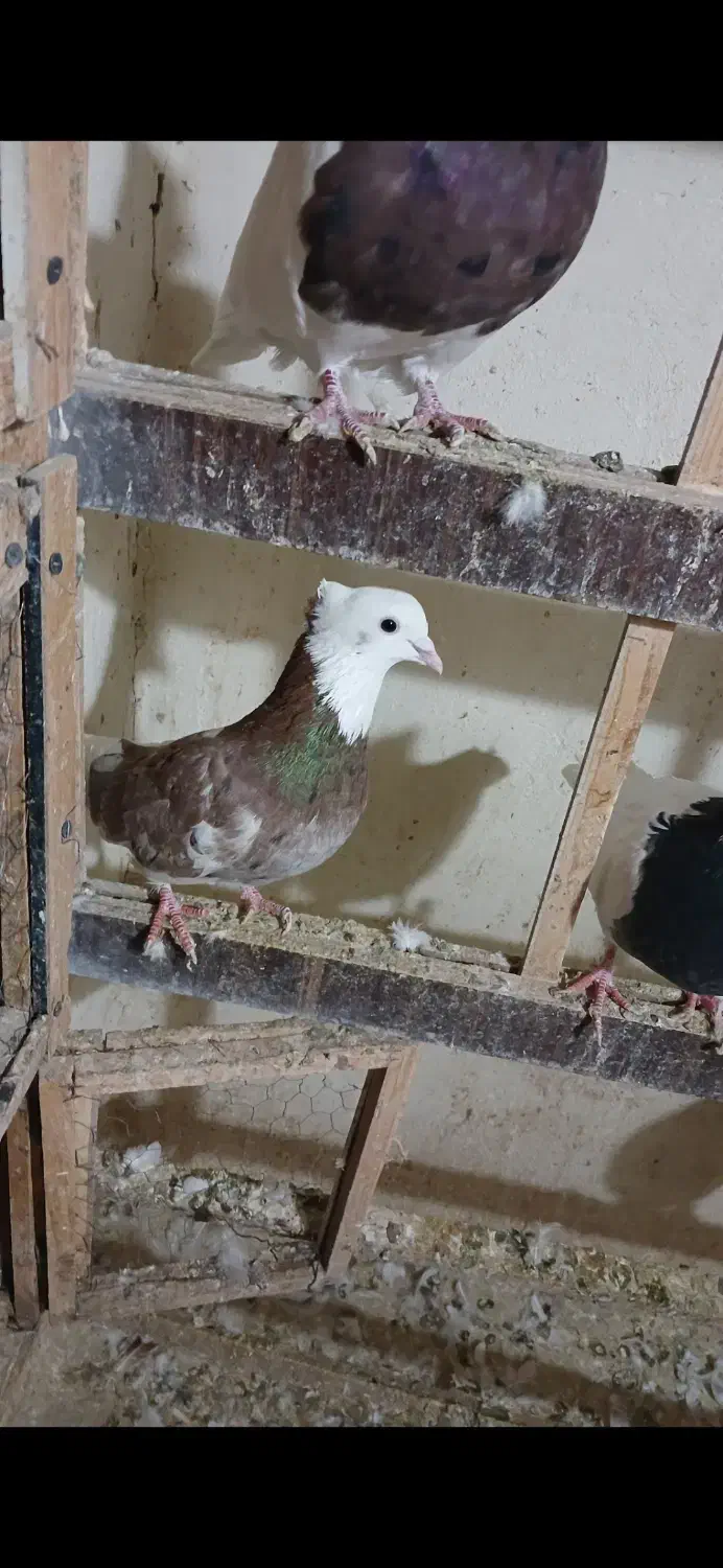 کبوتر پرشی|پرنده|شهریار, شهریار|دیوار