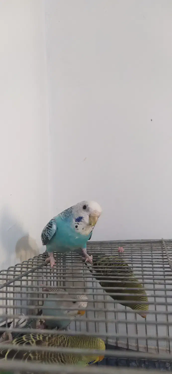 مرغ عشق|پرنده|فردیس, فردیس|دیوار