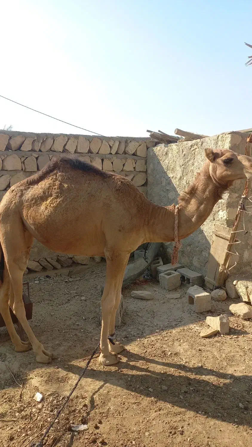 شتر ۲ سال|حیوانات مزرعه|مهران (هرمزگان), |دیوار