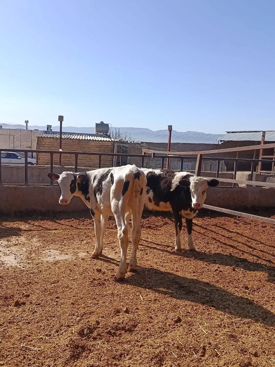 گوساله|حیوانات مزرعه|چگنی, |دیوار