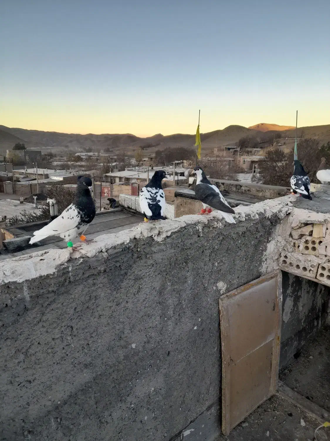 چپ سیاه شقه|پرنده|مشهد, هدایت|دیوار