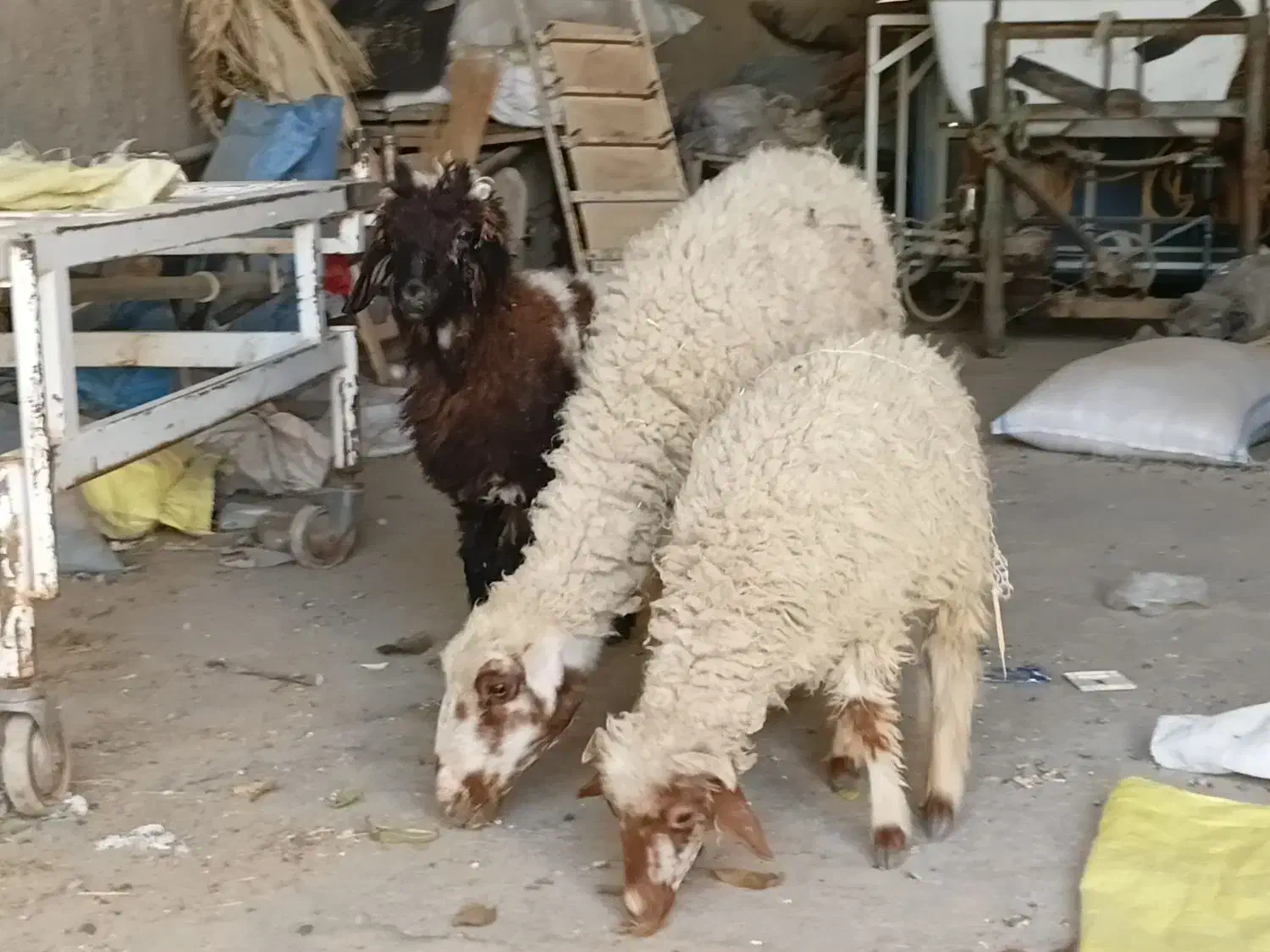 میش عربی دو بره ایی|حیوانات مزرعه|طسوج, |دیوار