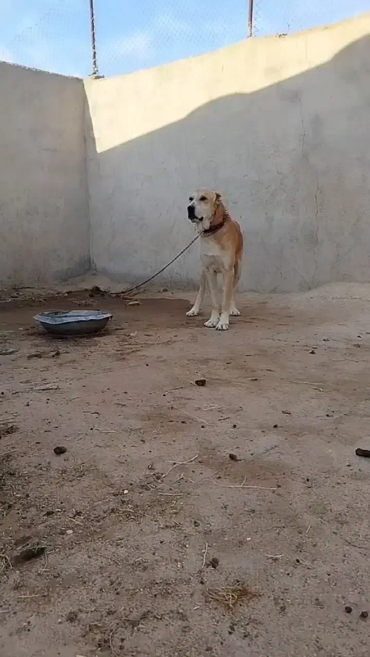 سگ دزدیده شده|حیوانات|سملقان, |دیوار