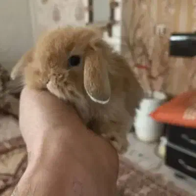 فروشگاه حیوانات خانگی آراز|سگ|مشگین شهر, |دیوار