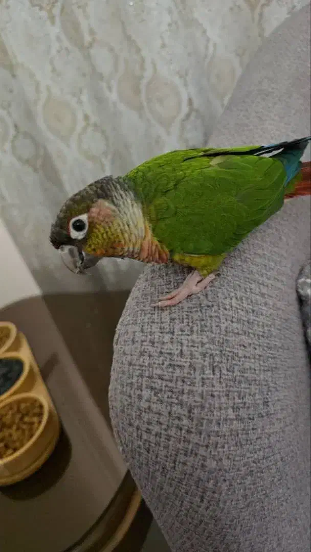 گرینچیک سخن گو و رام|پرنده|رویان, |دیوار