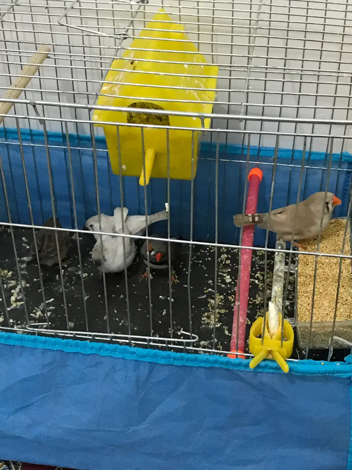 فنچ سرحال|پرنده|دره شهر, |دیوار