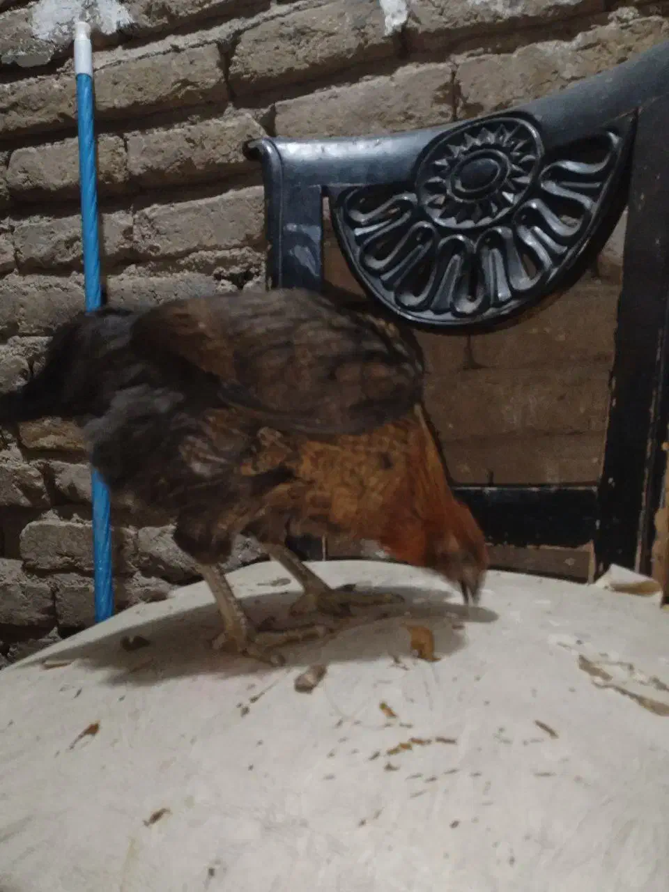 مرغ و خروس نیمچه|حیوانات مزرعه|پاکدشت, پاکدشت (مامازند)|دیوار