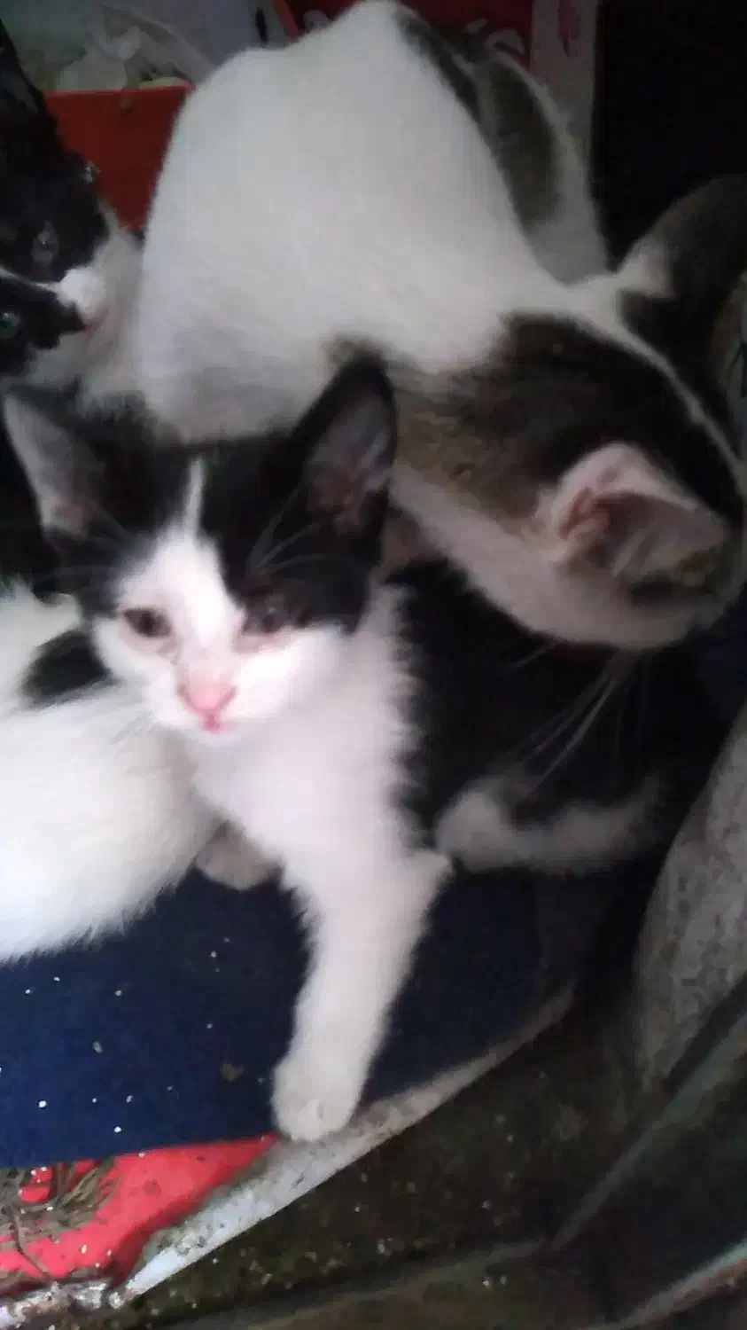 بچه گربه|گربه|بندر انزلی, سامانسر|دیوار