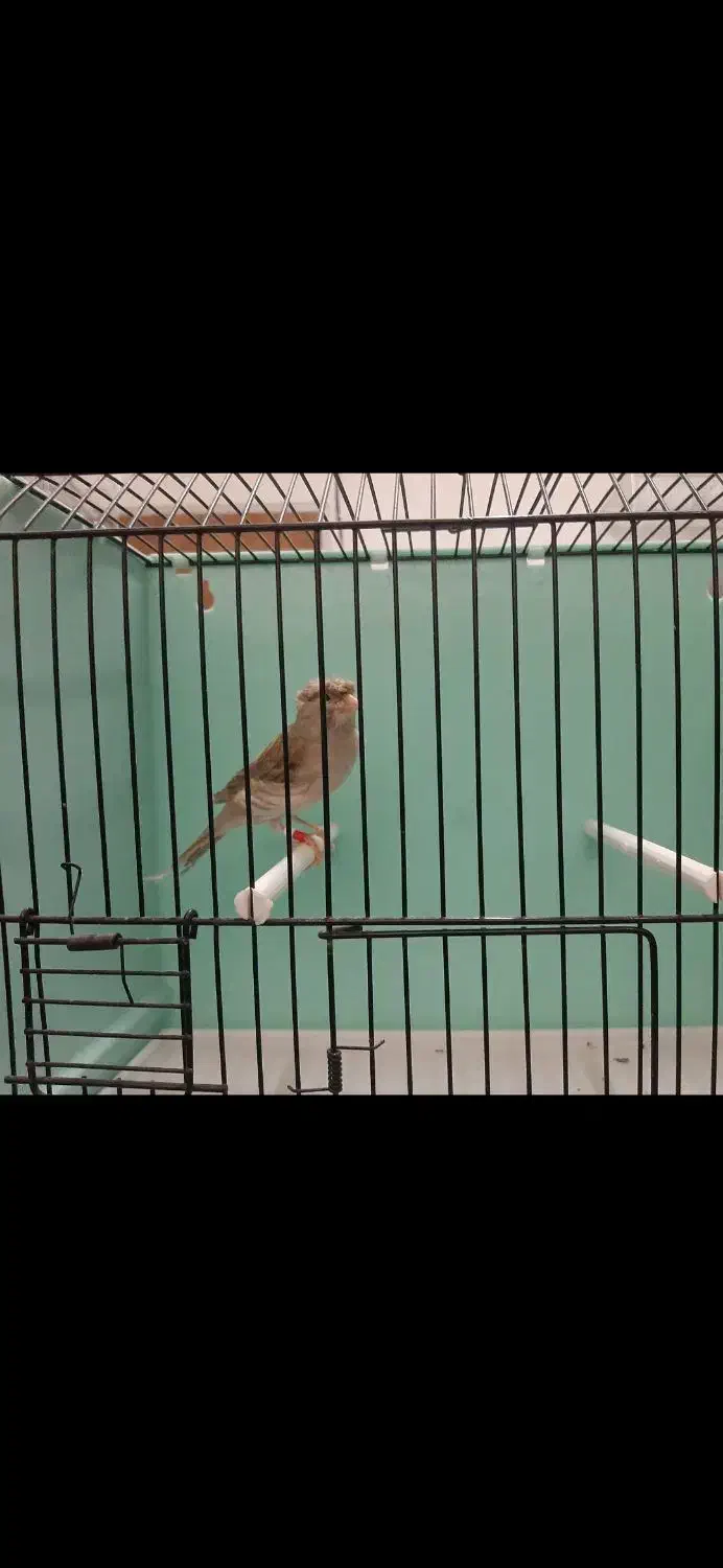 قناری نر قرص|پرنده|رودهن, |دیوار