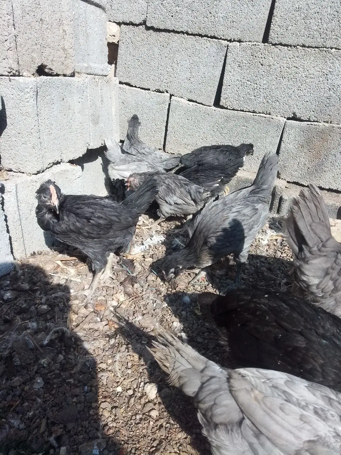 مرغ خروس جوجه گلین فول کیفیت|حیوانات مزرعه|اصفهان, بهارستان|دیوار