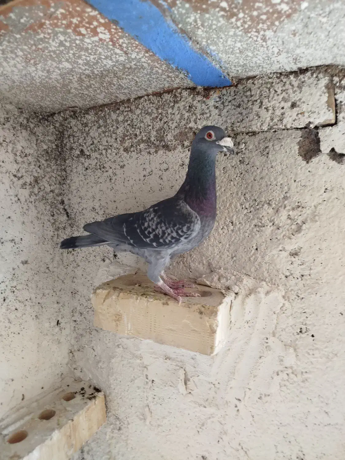 کفتر|پرنده|سرایان, |دیوار