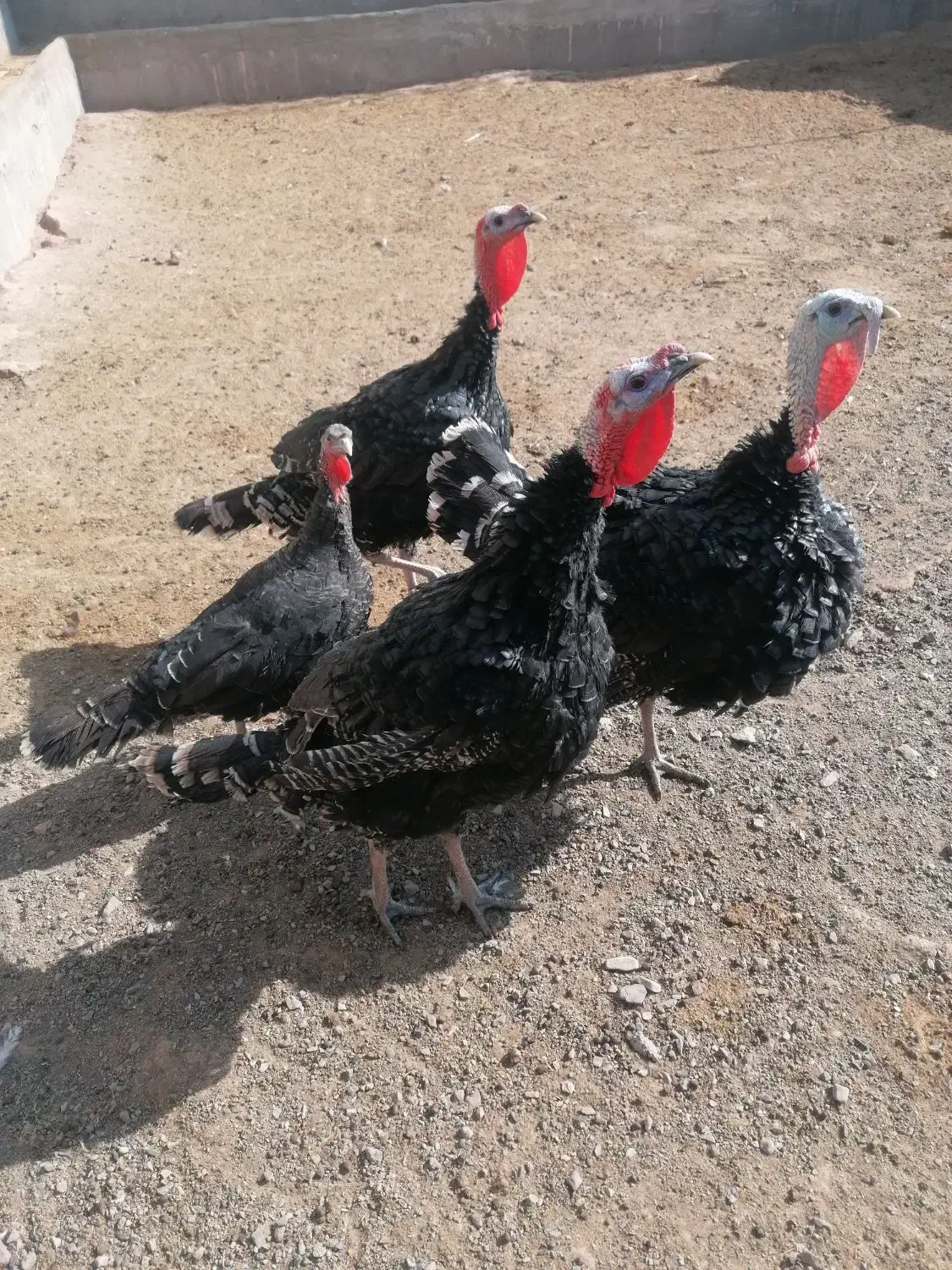 بوقلمون|حیوانات مزرعه|سبزوار, قصبه شرقی|دیوار